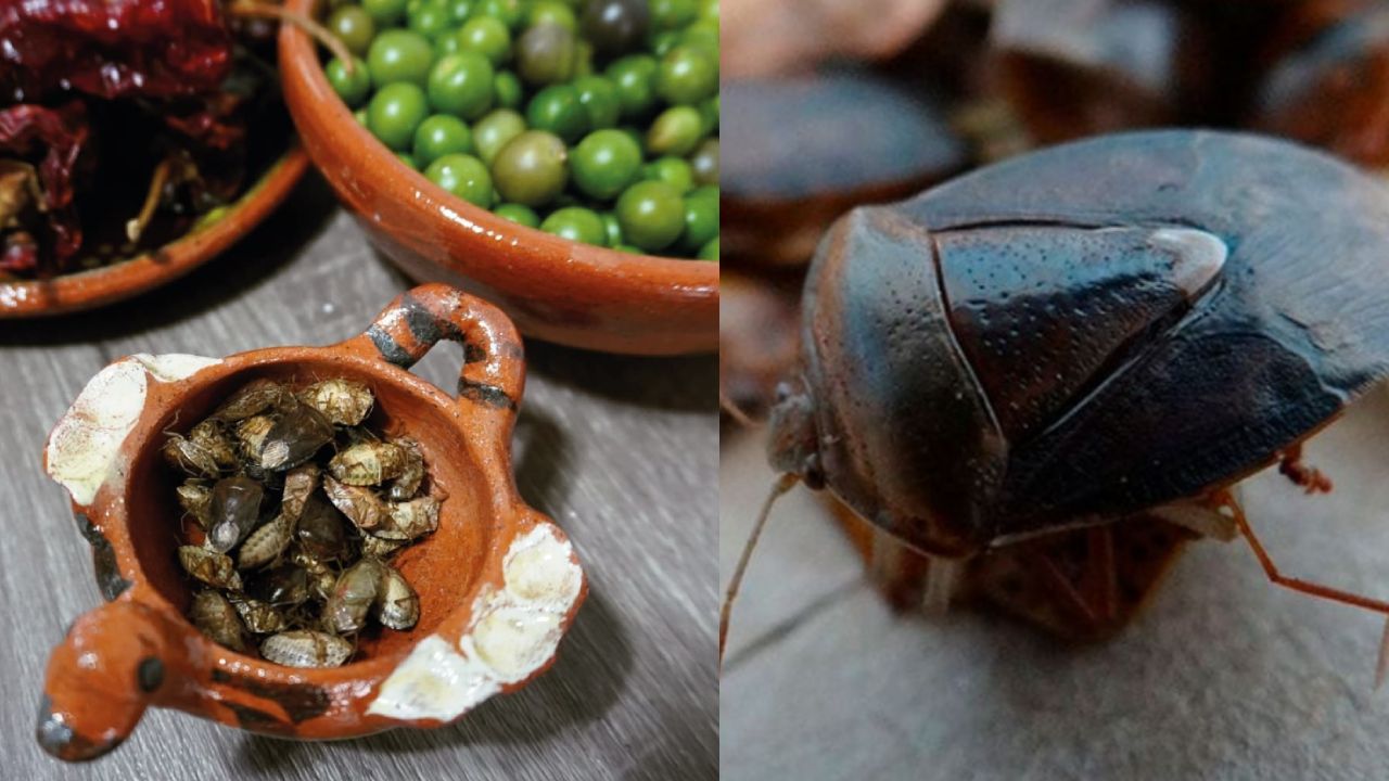 Leyenda-de-los-jumiles-insectos-comestibles