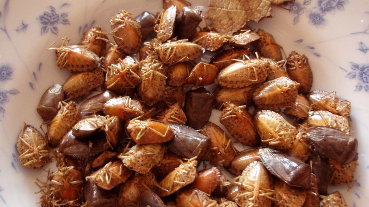 Leyenda-de-los-jumiles-insectos-comestibles