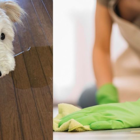 Limpiar la orina de perro o gato