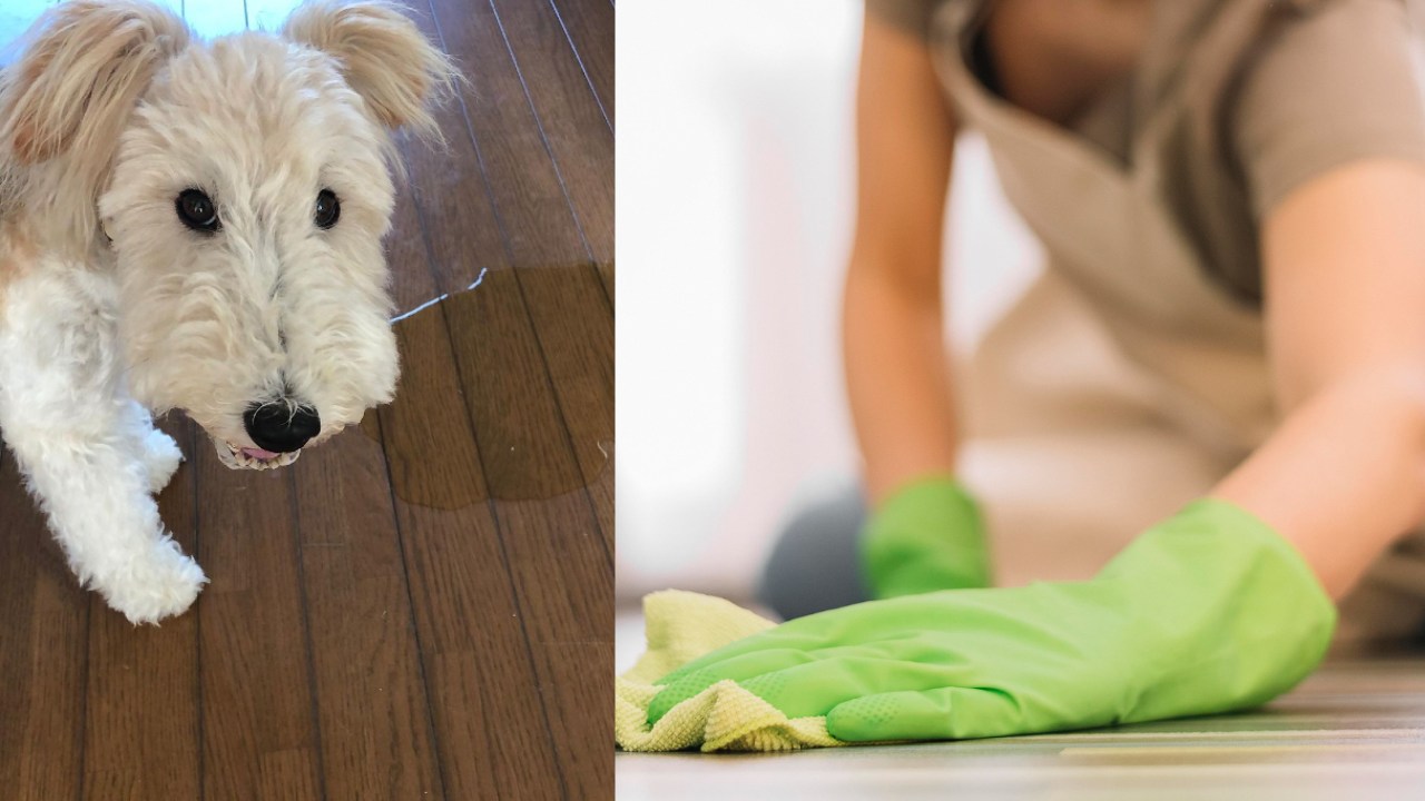 Limpiar la orina de perro o gato