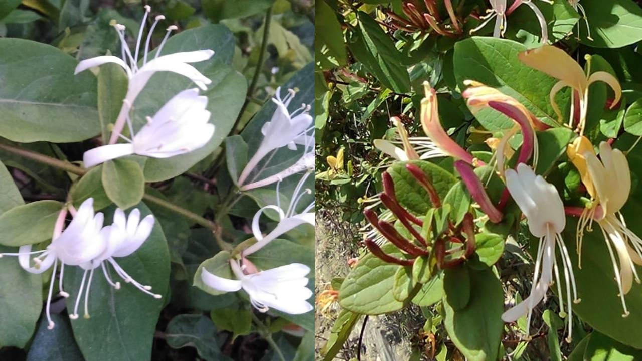 plantas de madreselva