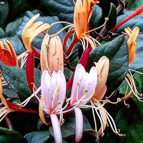 Madreselva beneficios de la planta