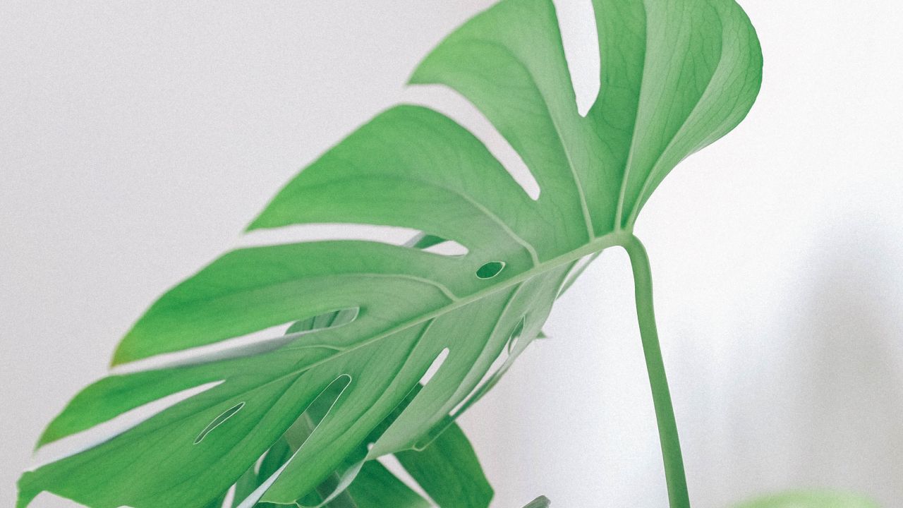 Monstera-deliciosa-significado-espiritual-de-esta-planta-de-interior