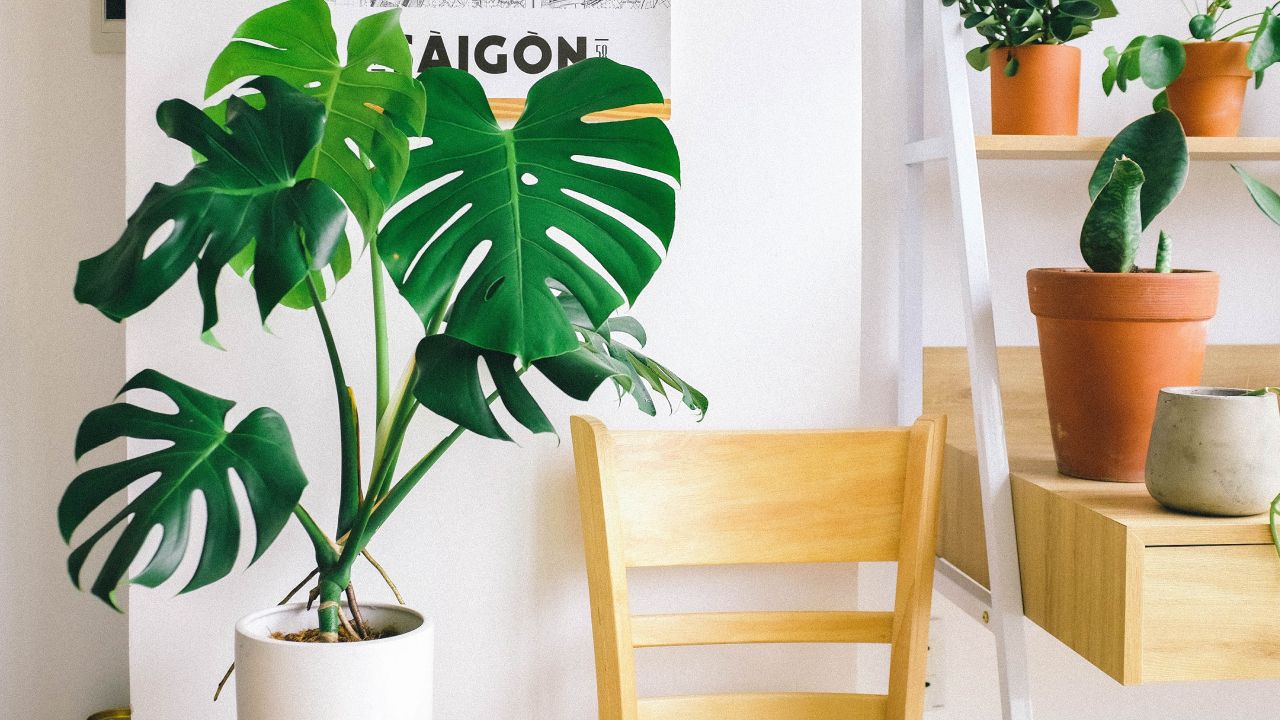 significado-espiritual-de-la-Monstera-deliciosa