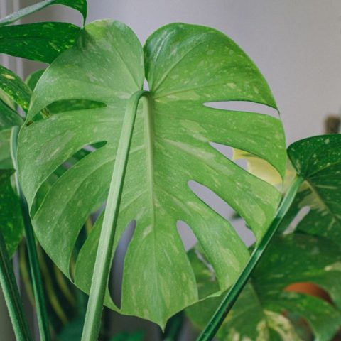 Monstera-deliciosa-significado-espiritual-de-esta-planta-de-interior