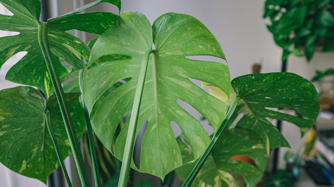 Monstera-deliciosa-significado-espiritual-de-esta-planta-de-interior