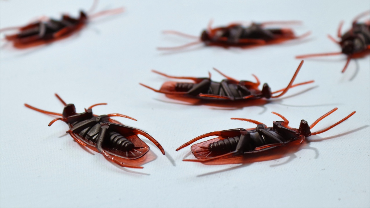 objetos donde hay cucarachas