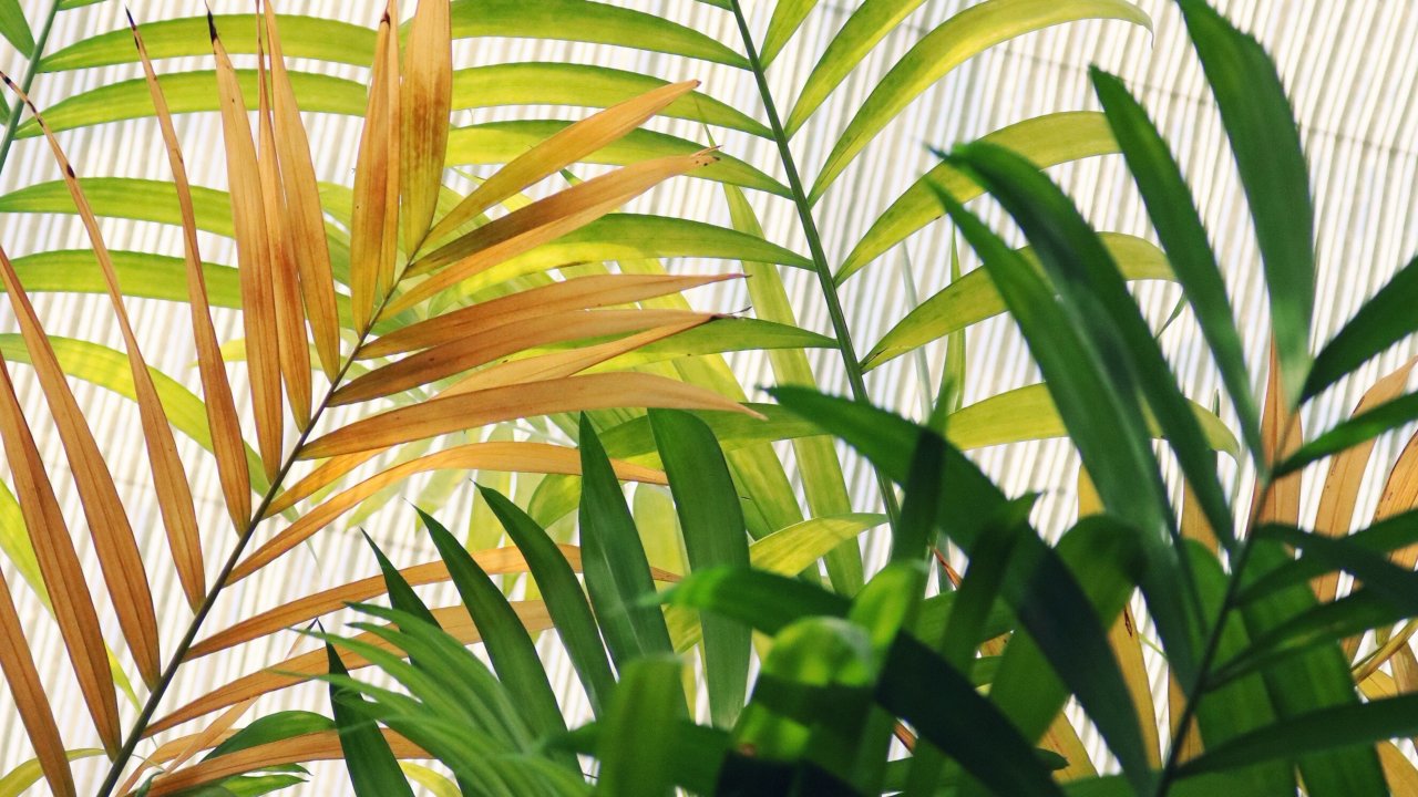 mejor abono para helechos