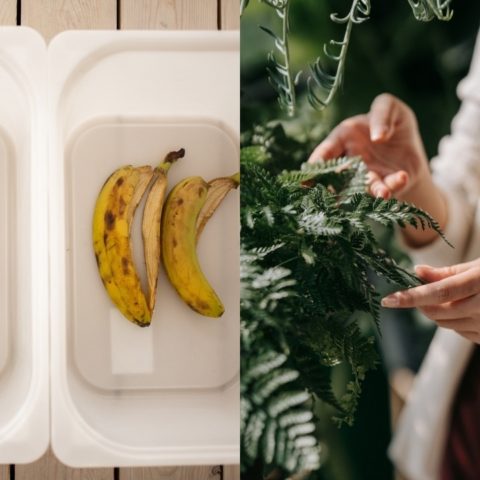 como hacer abono natural para helechos