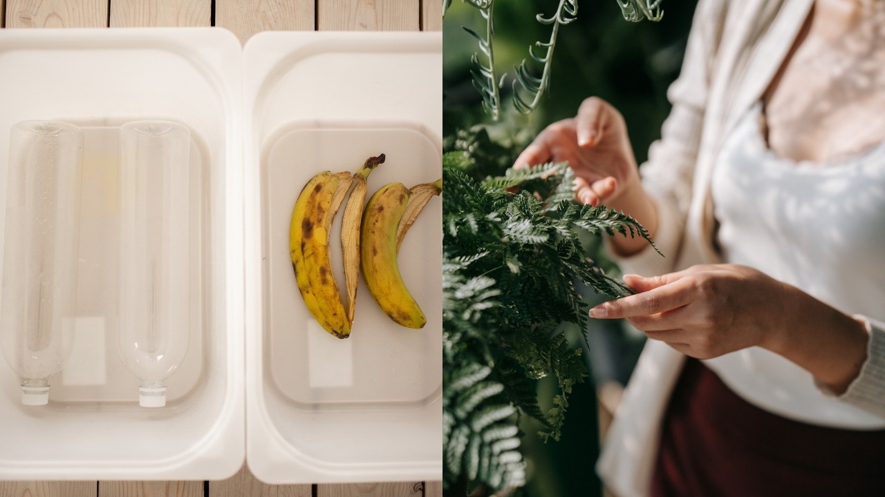 como hacer abono natural para helechos