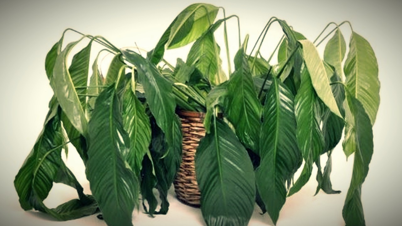 recuperar planta por exceso de fertilizante