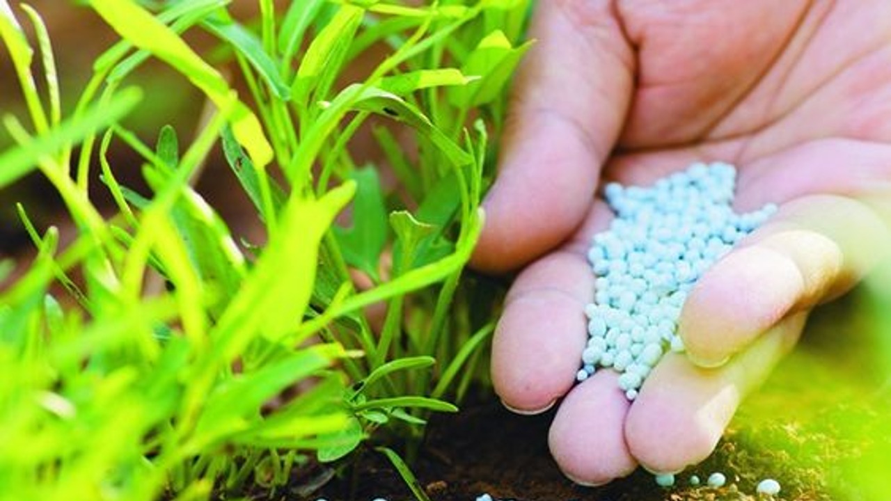 paso a paso para recuperar planta con exceso de abono