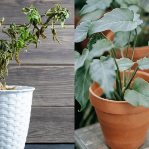 paso a paso para recuperar plantas quemadas