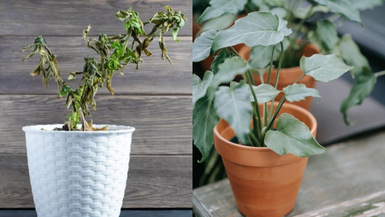 paso a paso para recuperar plantas quemadas