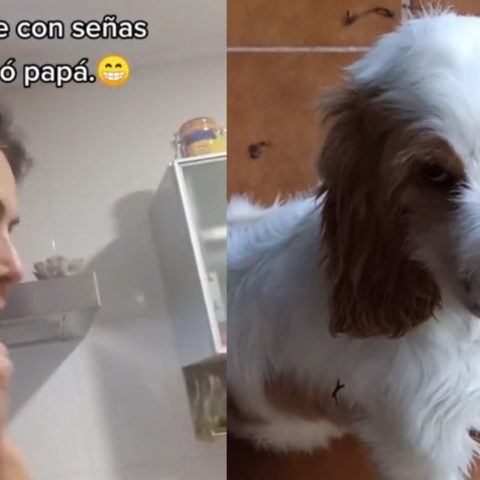perrita sorda entiende obedece lenguaje de señas tiktok viral