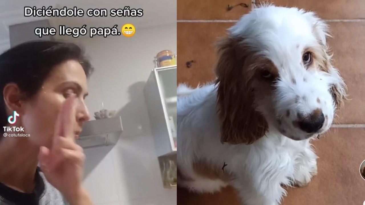perrita sorda entiende obedece lenguaje de señas tiktok viral