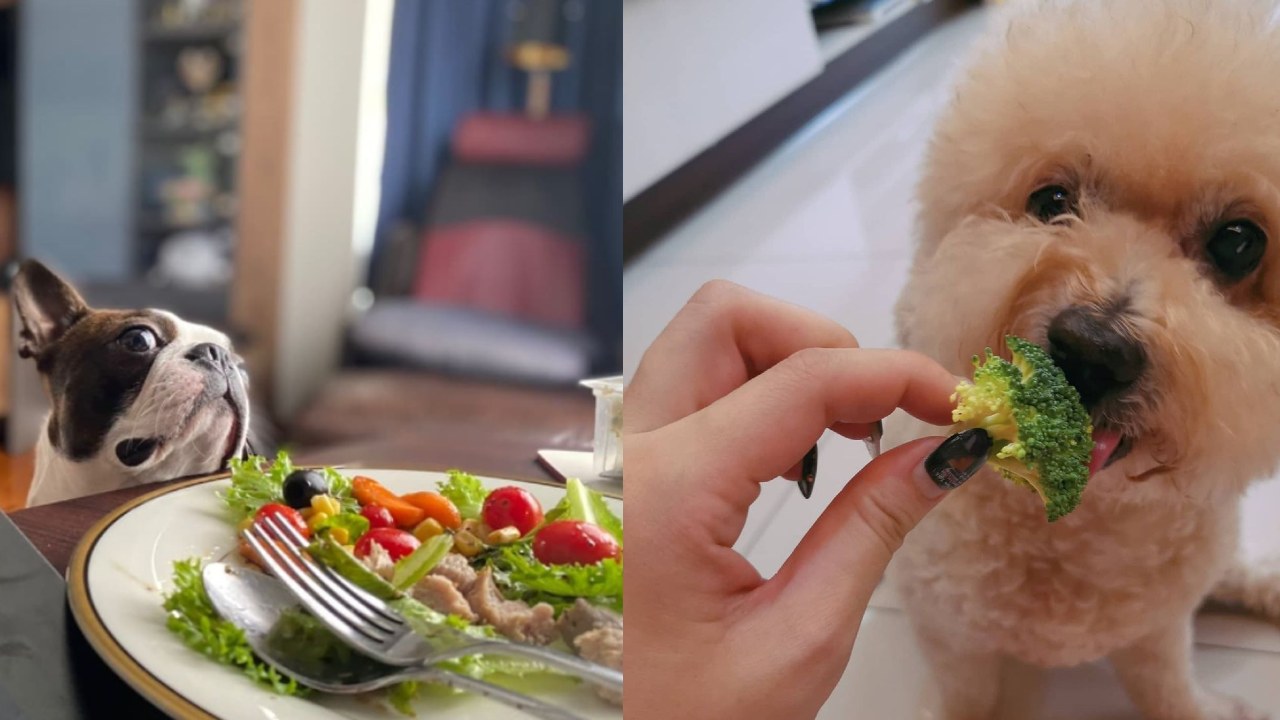 Perros y gatos veganos