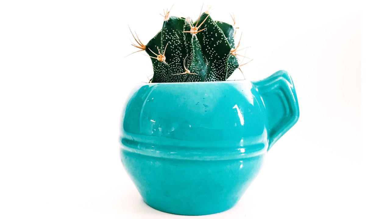 Cómo plantar suculentas y cactus en una taza