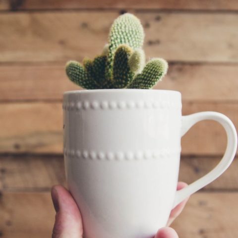 Cómo plantas suculentas y cactus en una taza