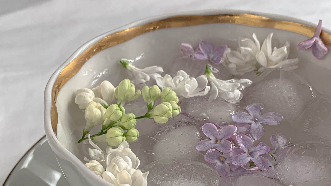 plantas que puedes comprar en invierno