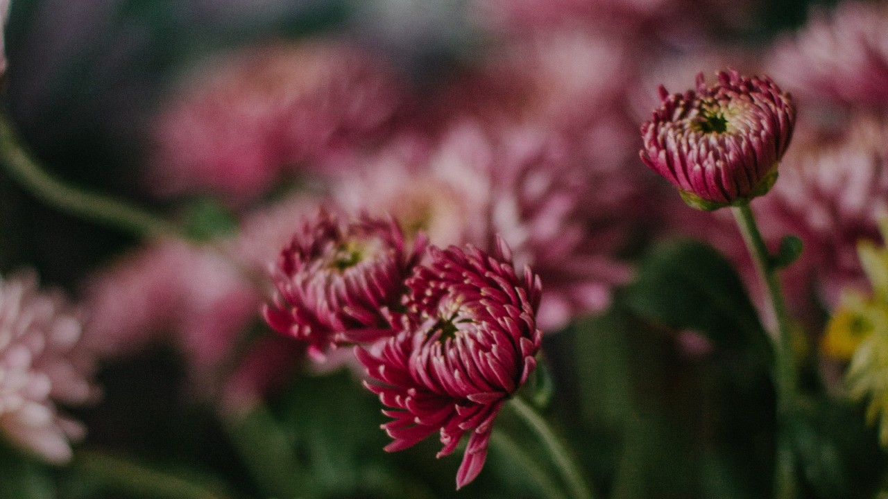 plantas que no se secan con frio