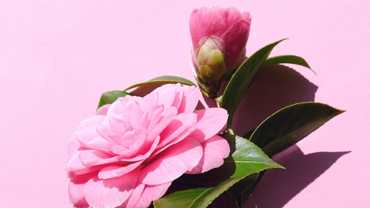 plantas que no se marchitan en invierno