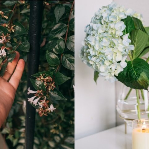 plantas que resisten frio