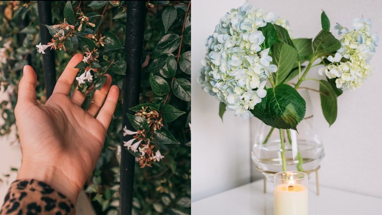 plantas que resisten frio