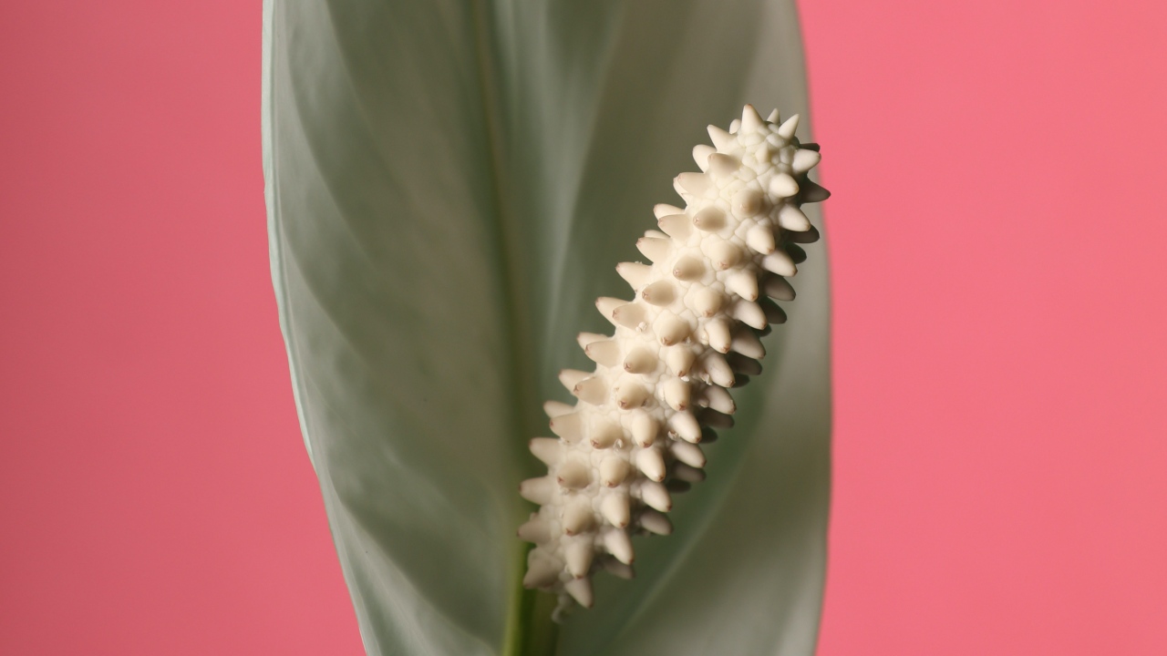 plantas que te ayudaran a conciliar sueno