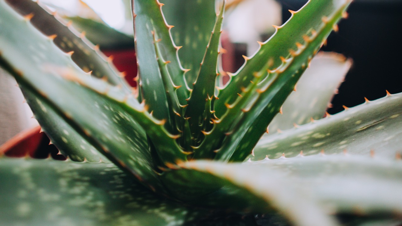 plantas que ayudan a descansar