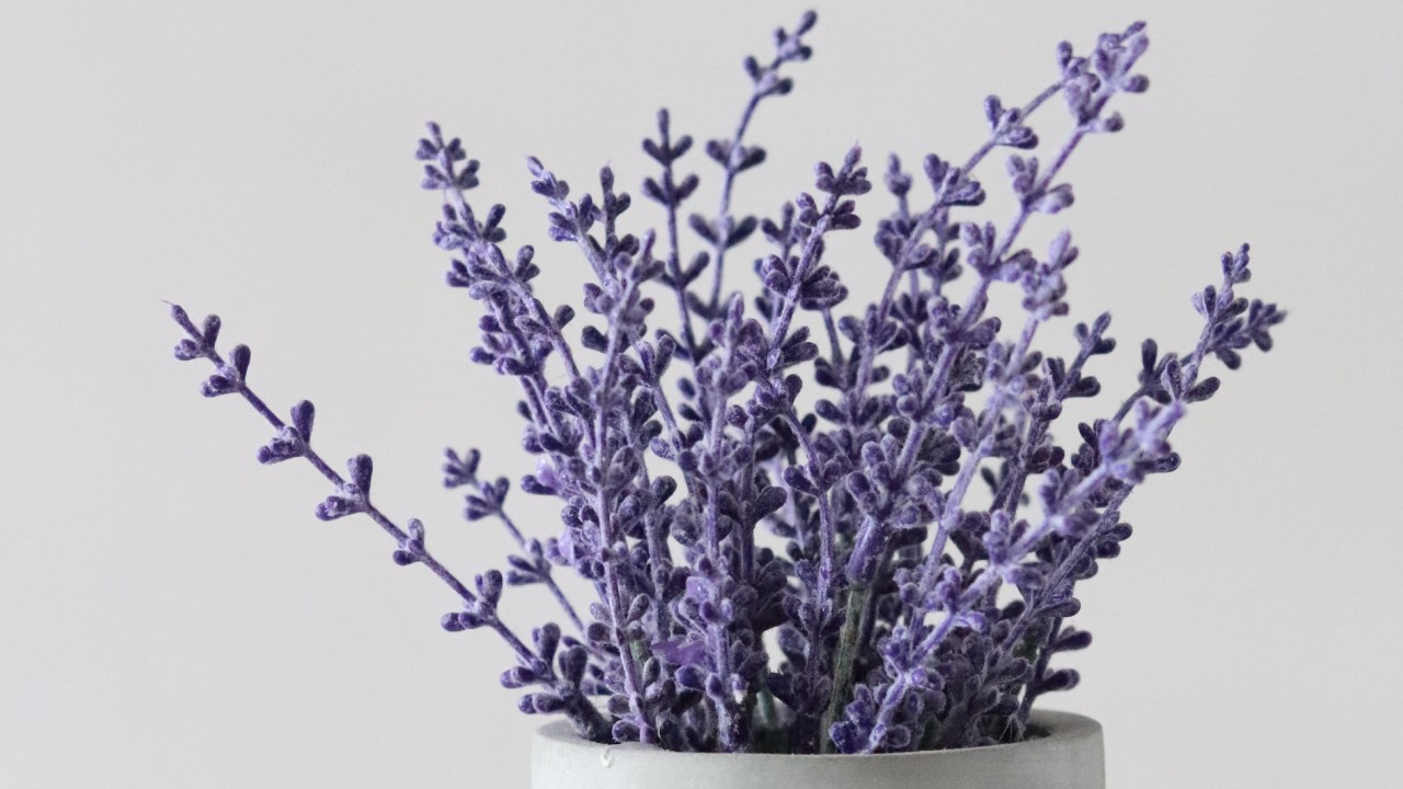 plantas que evitaran que tengas pesadillas