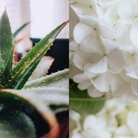 plantas que te ayudaran a descansar