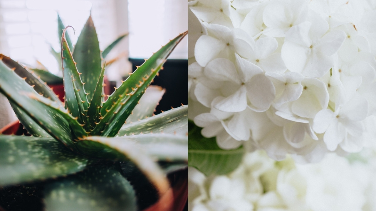 plantas que te ayudaran a descansar