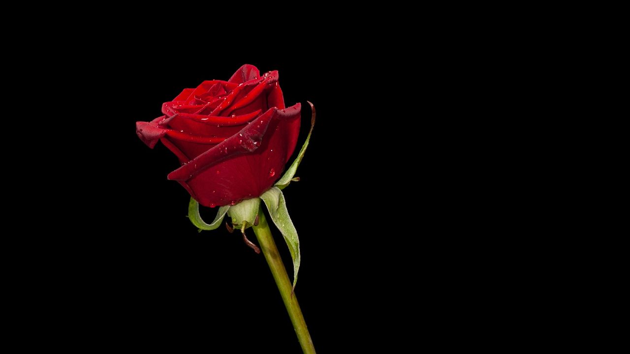 plantas para desinfectar casa