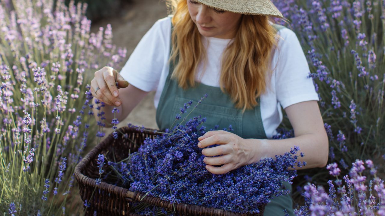 plantas que te ayudaran a desinfectar tu casa
