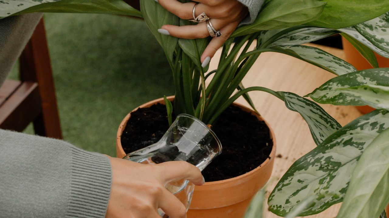 como regar las plantas en invierno
