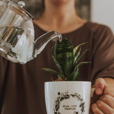 regar menos tus plantas en época de frío