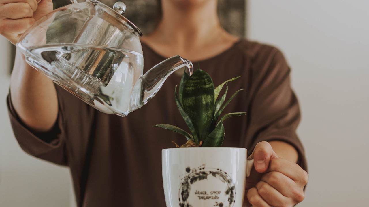 regar menos tus plantas en época de frío