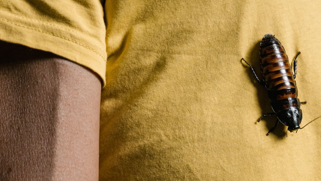 por que cucarachas son resistentes