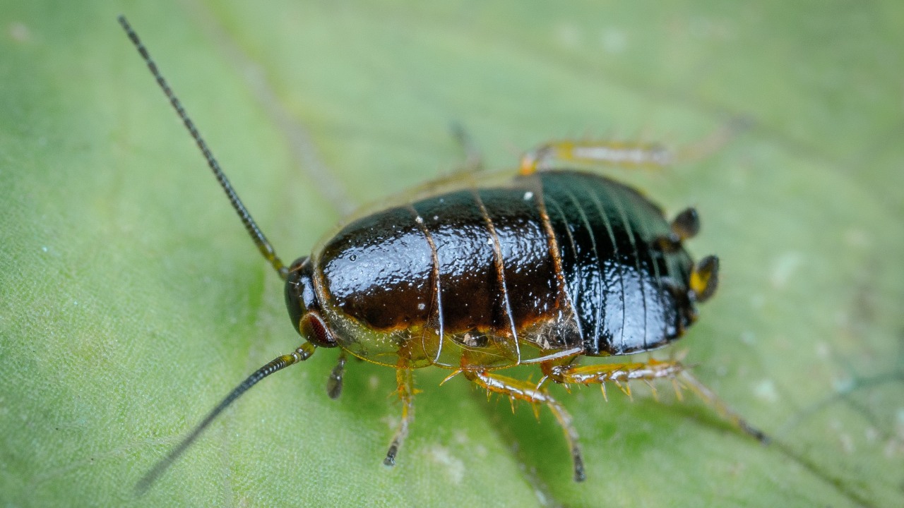 por que cucarachas sobrevivirian ataque nuclear