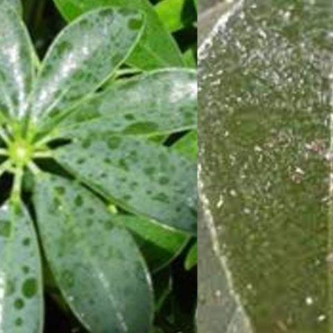 Por que las hojas de mis plantas se ponen pegajosas