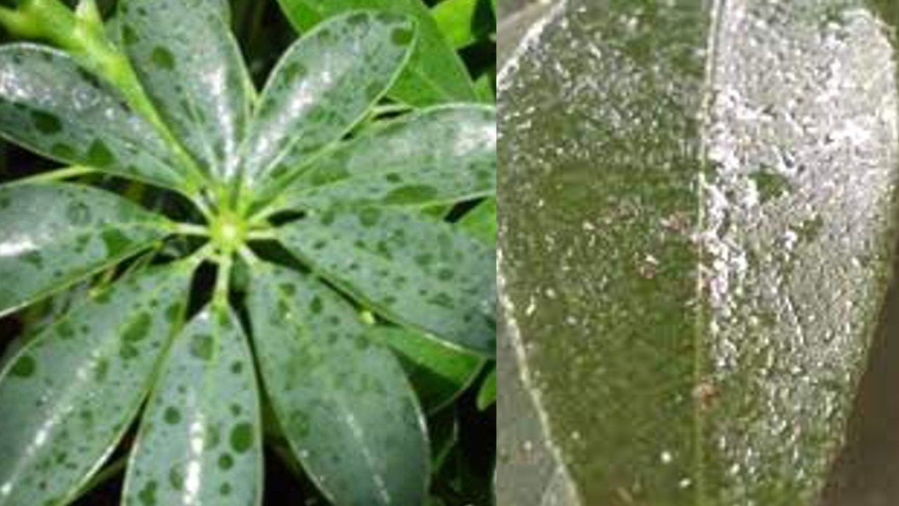 Por que las hojas de mis plantas se ponen pegajosas