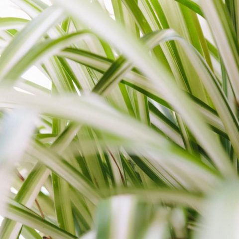 Por-que-mi-lazo-de-amor-tiene-las-puntas-secas