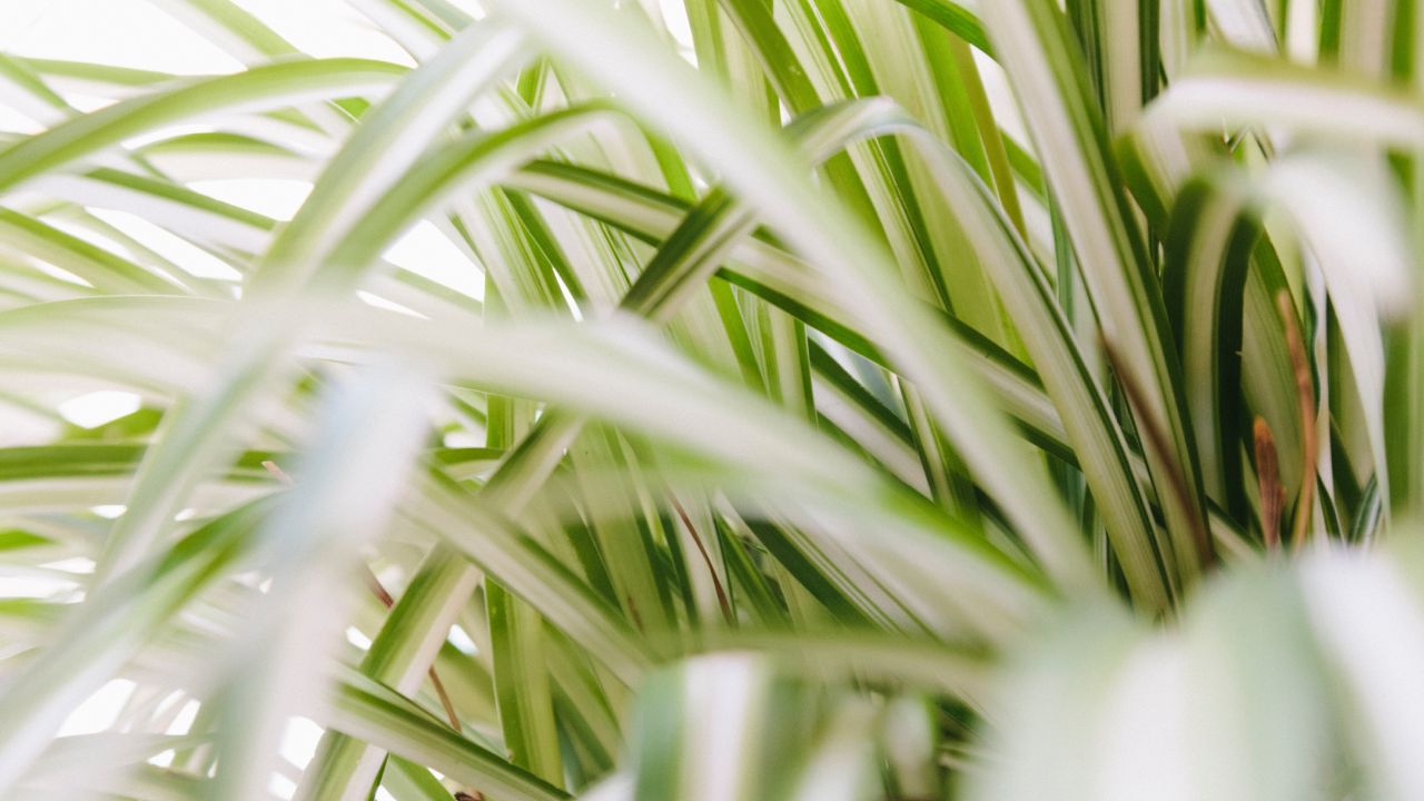 Por-que-mi-lazo-de-amor-tiene-las-puntas-secas