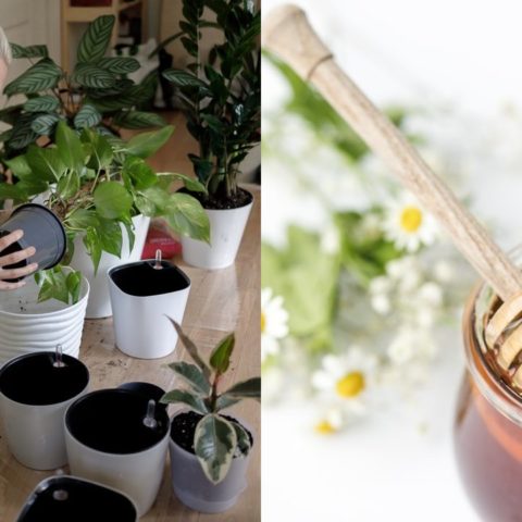 Prepara un abono con miel