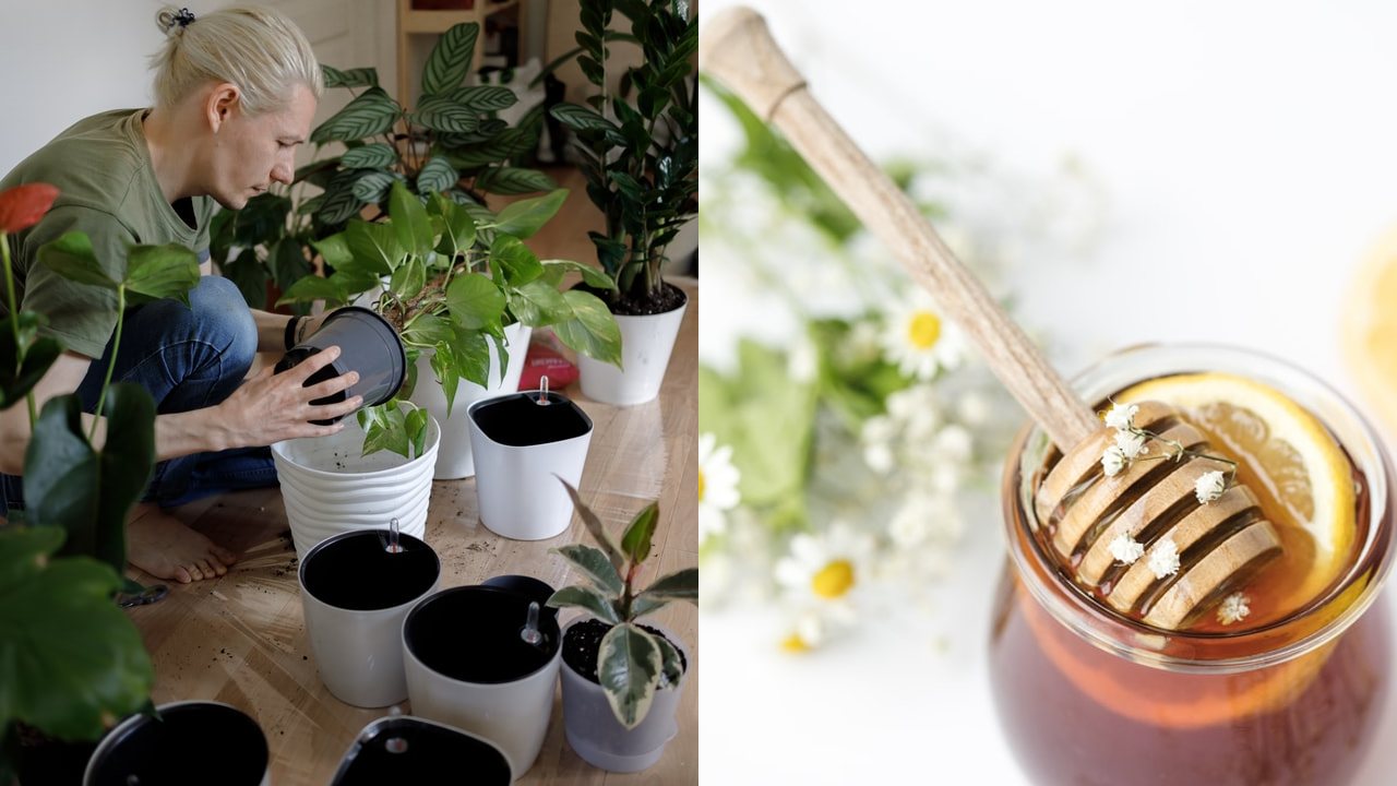 Prepara un abono con miel