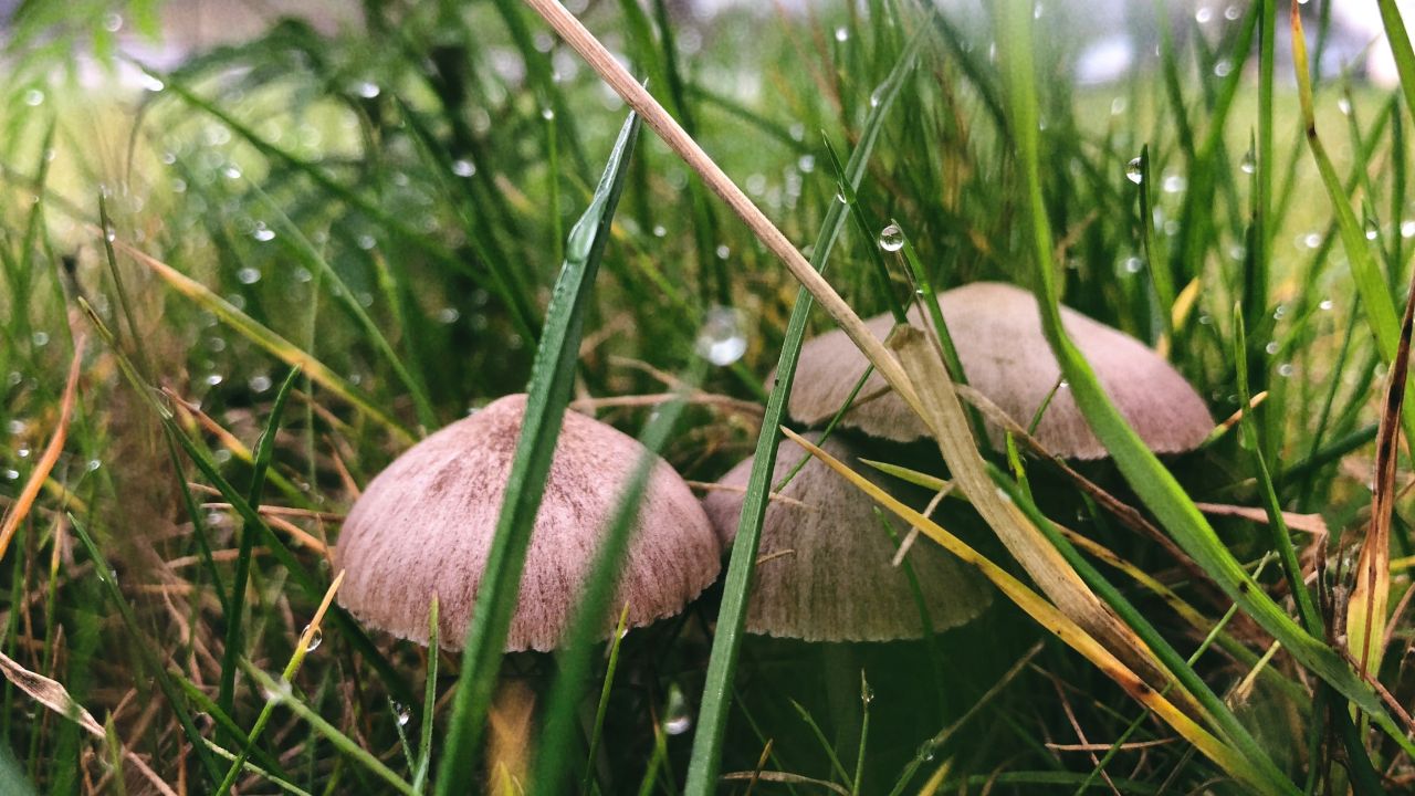 QQué debes hacer si tienes setas en el jardín