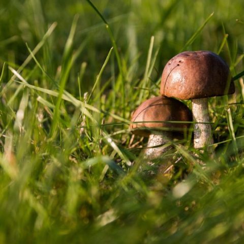 Qué hacer si hay setas en tu jardín