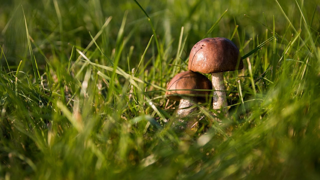 Qué hacer si hay setas en tu jardín
