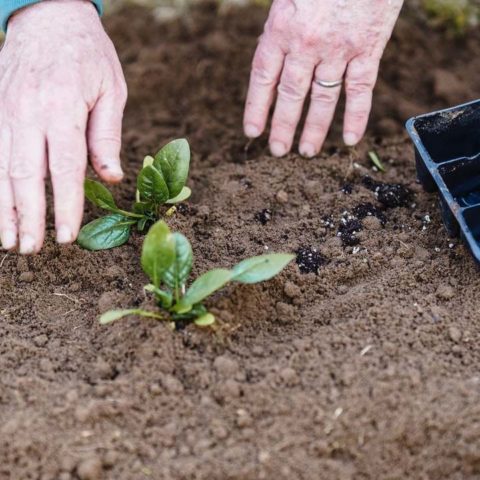 Que plantar en noviembre